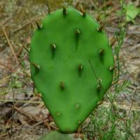 OPUNTIA humifusa