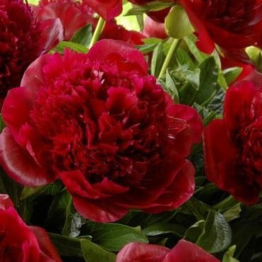 PAEONIA lactiflora ‘Red Charm’