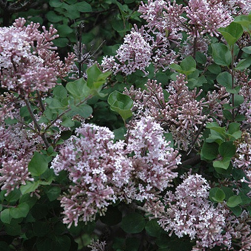 Syringa meyeri 'Palibin' (Lilas de Corée nain ‘Palibin’)