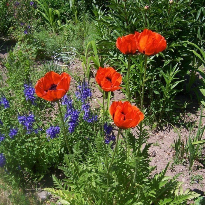 PAPAVER orientale ‘Allegro’