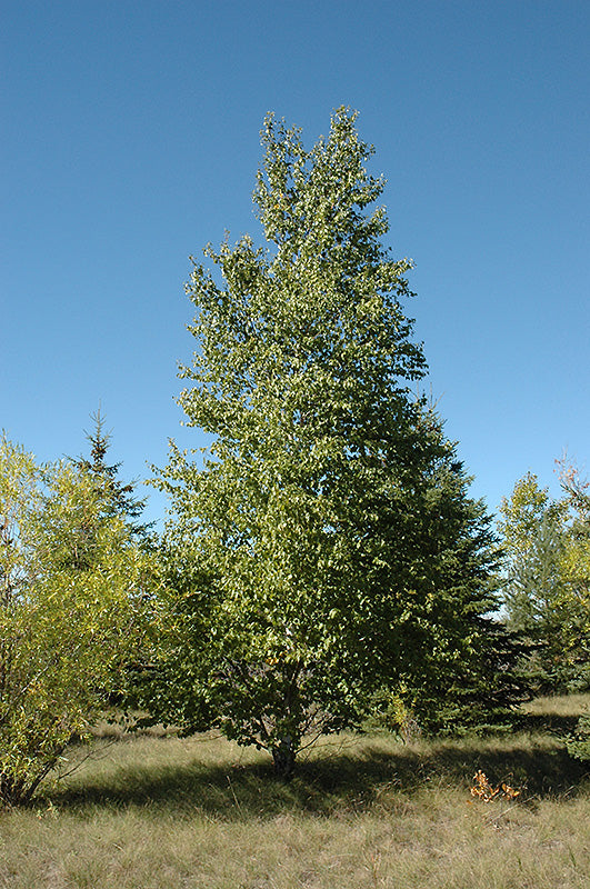 Betula paperyfera (Bouleau à papier)