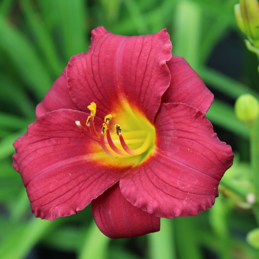 Hemerocallis 'Pardon Me' ()