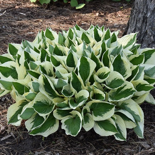 Hosta 'Patriot' (Hosta 'Patriot')