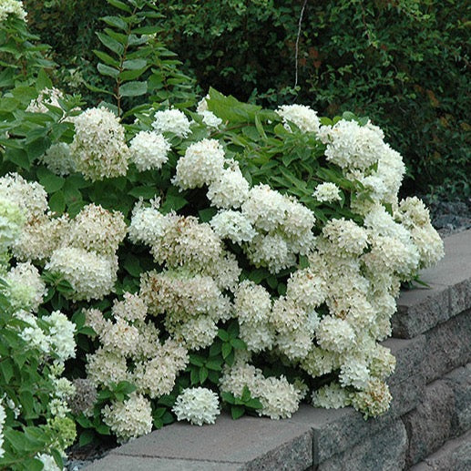 Hydrangea paniculata 'Pee Gee (Hydrangée paniculée 'Pee Gee')