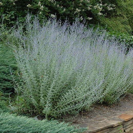 Perovskia atriplicifolia (Sauge de Russie)