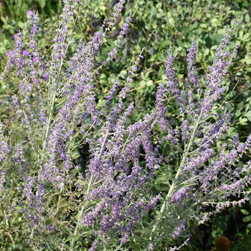 Perovskia atriplicifolia (Sauge de Russie)