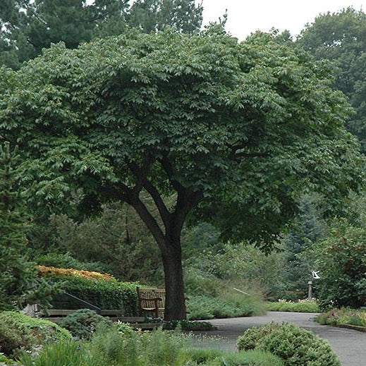 Phellodendron amurense (Phellodendron de Chine)