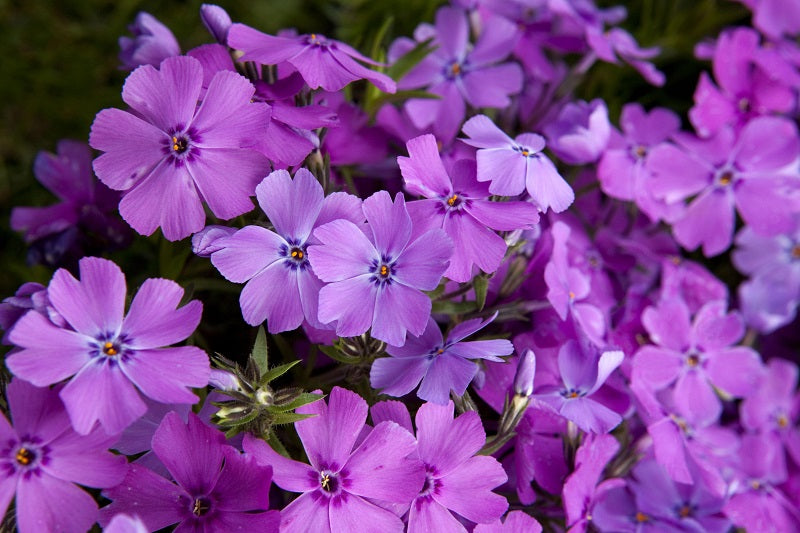 PHLOX paniculata ‘Early Purple’