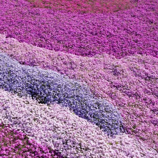 PHLOX subulata