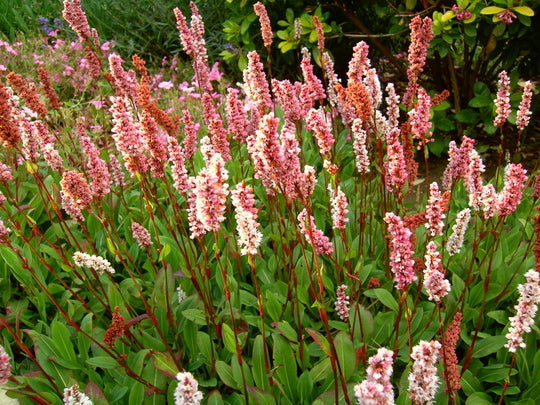 POLYGONUM affine (ou Persicaria affinis)