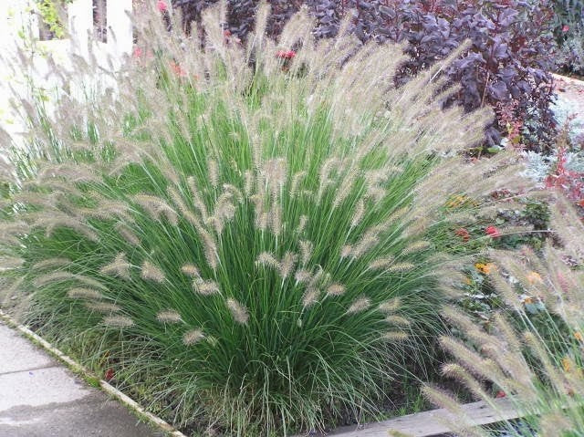 PENNISETUM alopecuroides ‘Piglet’