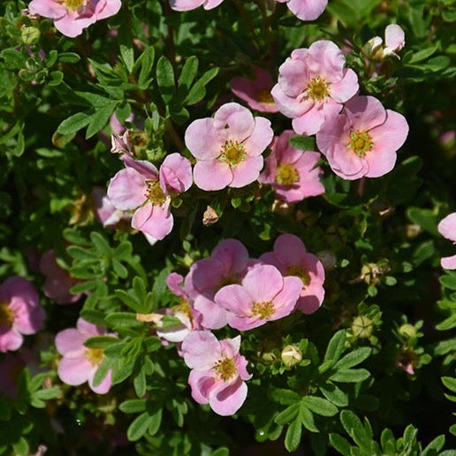 Potentilla fruticosa 'Pink Beauty' (Potentille 'Pink Beauty')