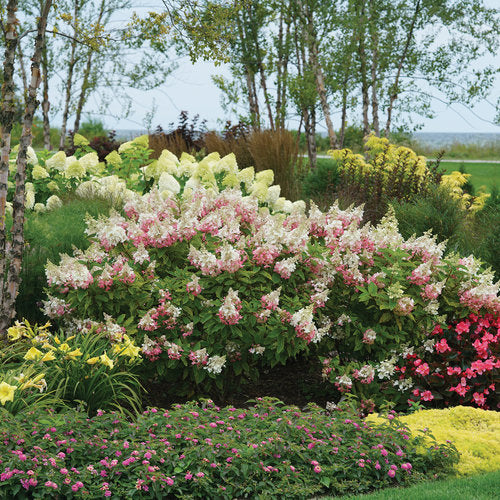 Hydrangea paniculata 'Pinky Winky' PW (Hydrangée paniculée ‘Pinky Winky’)