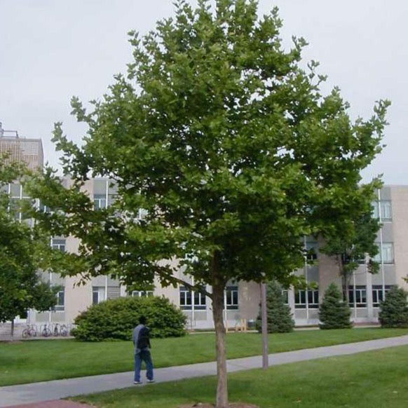 Platanus occidentalis 'Exclamation' (Platane 'Exclamation')