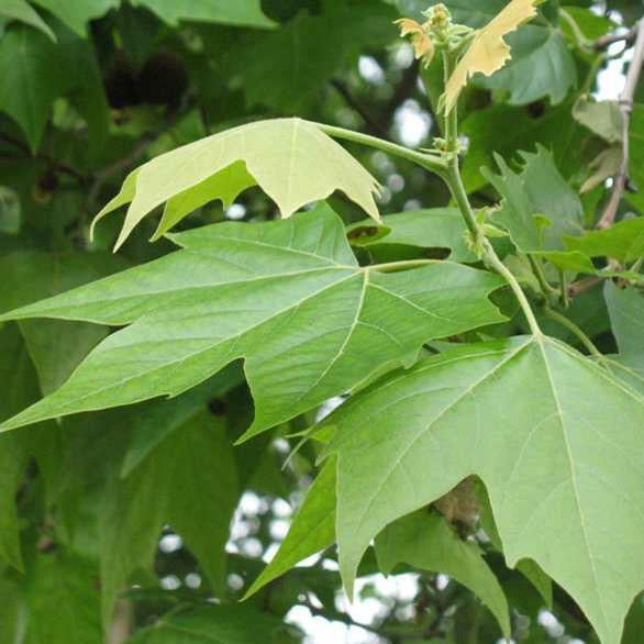 Platanus occidentalis 'Exclamation' (Platane 'Exclamation')