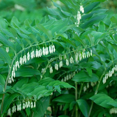 POLYGONATUM multiflorum