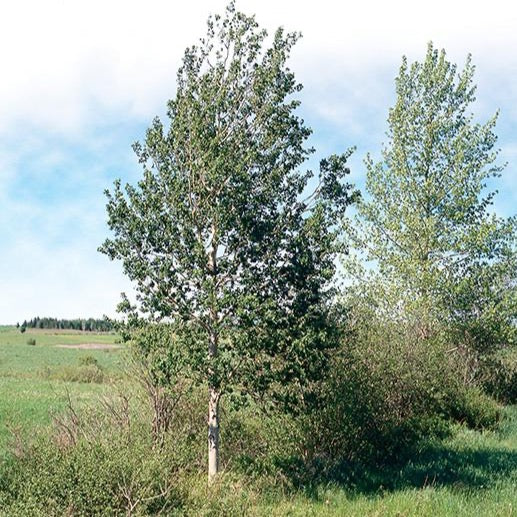 Populus tremuloides (Peuplier faux-tremble)