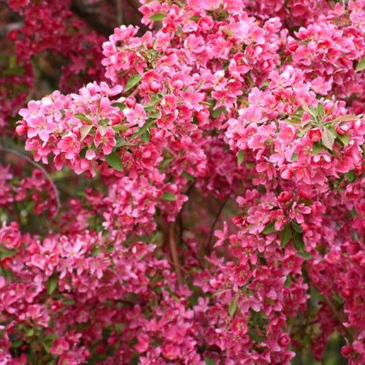 Malus 'Prairie Fire' (Pommetier 'Prairie fire')