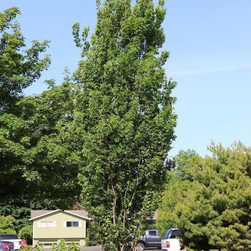 Celtis occidentalis 'Prairie sentinel' (Micocoulier occidental ‘Prairie Sentinel’)