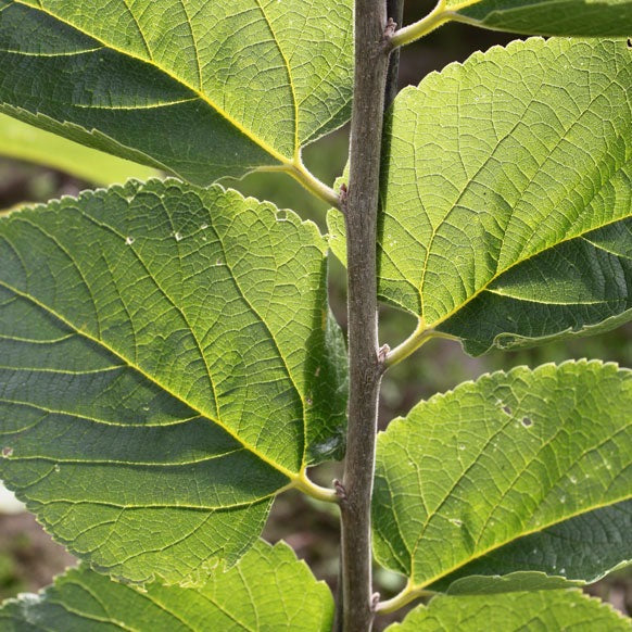 Celtis occidentalis 'Prairie sentinel' (Micocoulier occidental ‘Prairie Sentinel’)