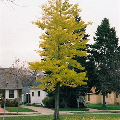 Ginkgo biloba 'Princeton Sentry' (Ginkgo bilobé ‘Princeton Sentry’)