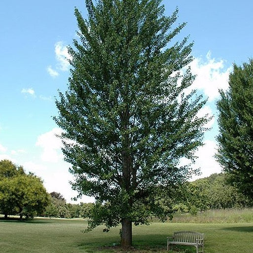 Ginkgo biloba 'Princeton Sentry' (Ginkgo bilobé ‘Princeton Sentry’)