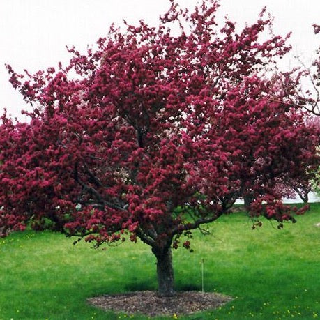 Malus 'Profusion' (Pommetier ‘Profusion’)