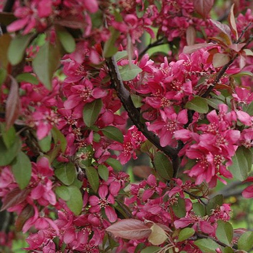 Malus 'Profusion' (Pommetier ‘Profusion’)