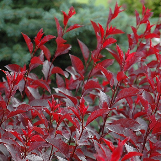 Prunus cistena (Prunier pourpre des sables)