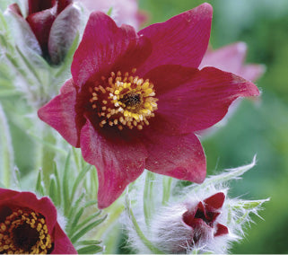 PULSATILLA vulgaris ‘Rubra’