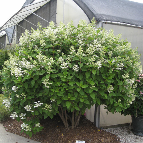 Hydrangea paniculata 'Quick Fire' PW (Hydrangée paniculée ‘Quick Fire’)