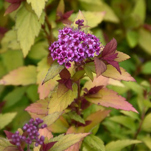 Spiraea japonica 'Rainbow Fizz' BE (Spirée japonaise ‘Rainbow Fizz’)