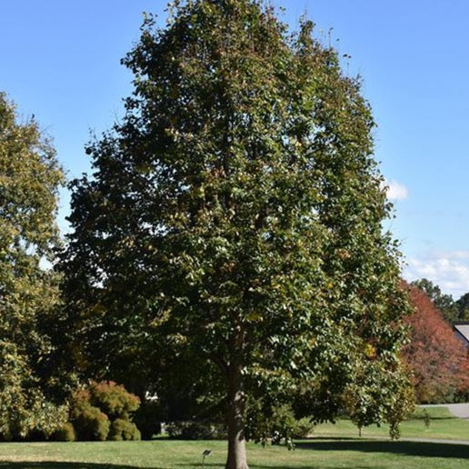 Tilia americana 'Redmond' (Tilleul d’Amérique ‘Redmond’)