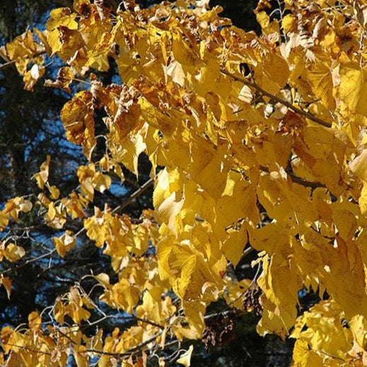 Tilia americana 'Redmond' (Tilleul d’Amérique ‘Redmond’)