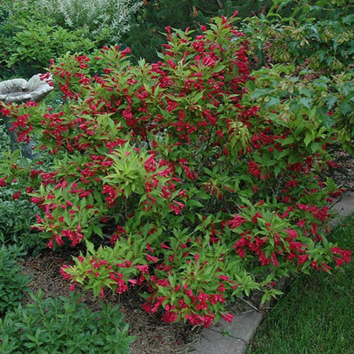 Weigela florida 'Red Prince' (Weigela ‘Red Prince’)