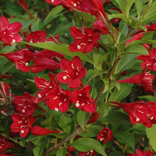 Weigela florida 'Red Prince' (Weigela ‘Red Prince’)