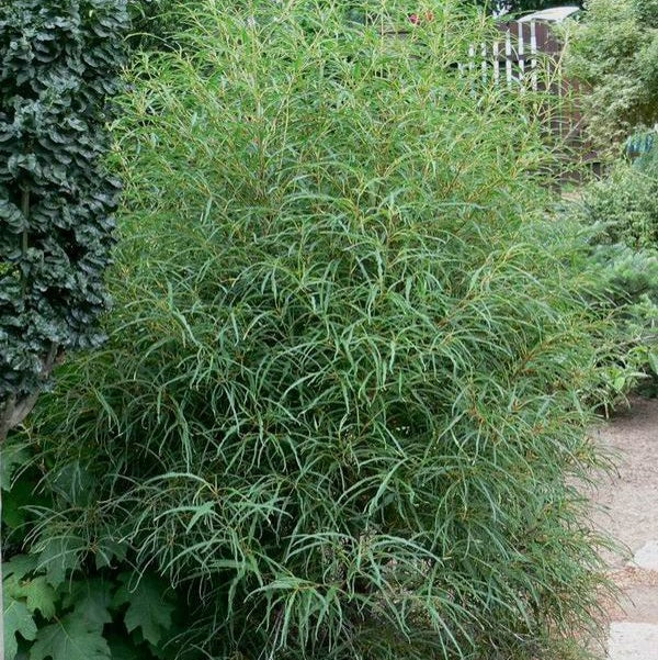 Rhamnus frangula 'Asplenifolia' (Bourdaine à feuilles découpées)