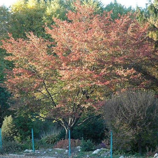 Amelanchier x grandiflora 'Robin Hill' (Amélanchier à grandes fleurs ‘Robin Hill’)