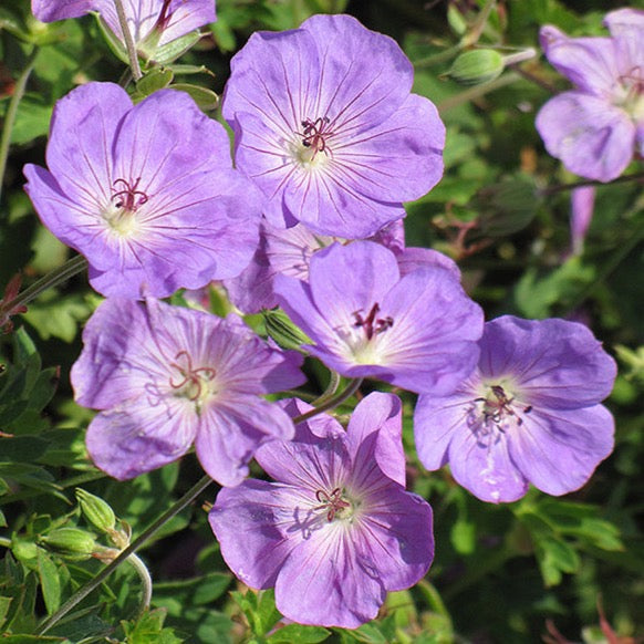 Geranium 'Rozanne' (Géranium vivace 'Rozanne')