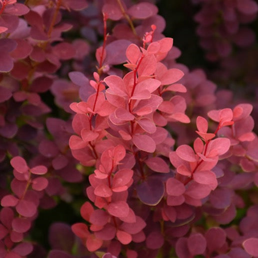 Berberis thunbergii 'Ruby Caroussel' (Berberis ‘Ruby Carousel’ (ou ‘Bailone’))