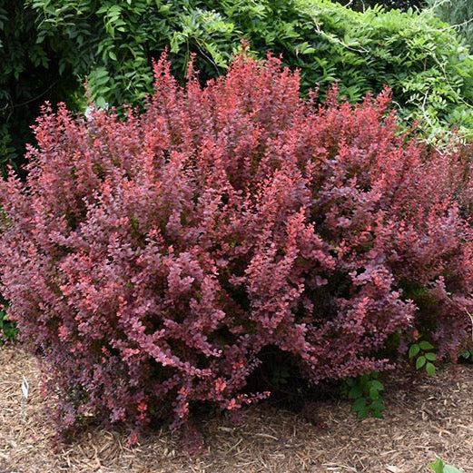 Berberis thunbergii 'Ruby Caroussel' (Berberis ‘Ruby Carousel’ (ou ‘Bailone’))