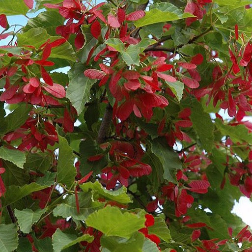 Acer ginnala 'Ruby Slipper' (Érable de l’Amur ‘Ruby Slipper’)