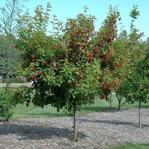 Acer ginnala 'Ruby Slipper' (Érable de l’Amur ‘Ruby Slipper’)