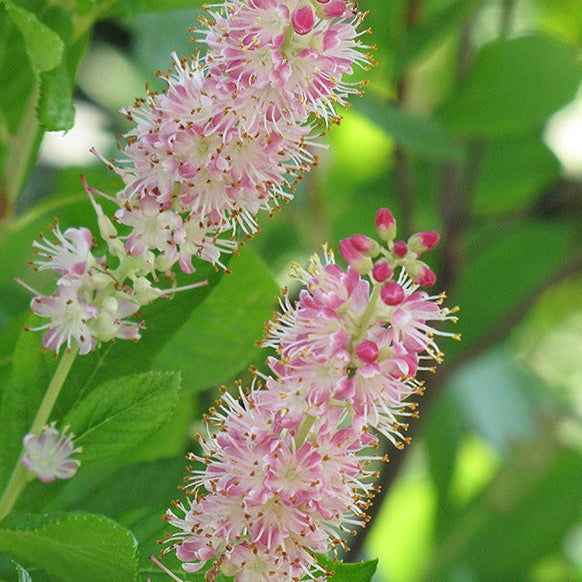 Clethra alnifolia 'Ruby Spice' (Clèthre ‘Ruby Spice’)