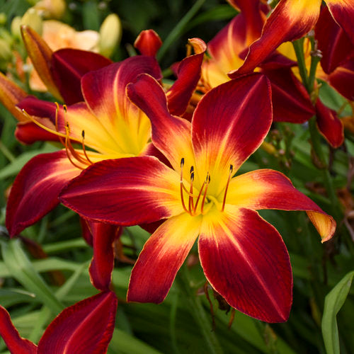 Hemerocallis 'Ruby Spider' (Hémérocalle 'Ruby Spider')