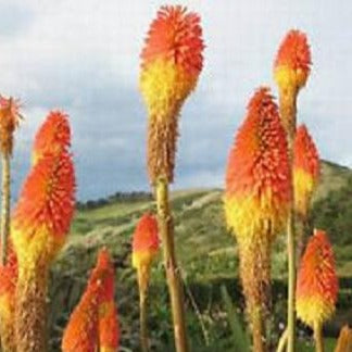 KNIPHOFIA uvaria ‘Pfitzer’