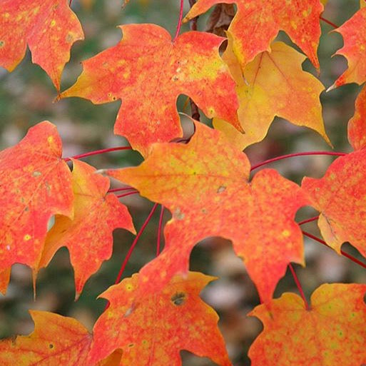 Acer saccharum (Érable à sucre)