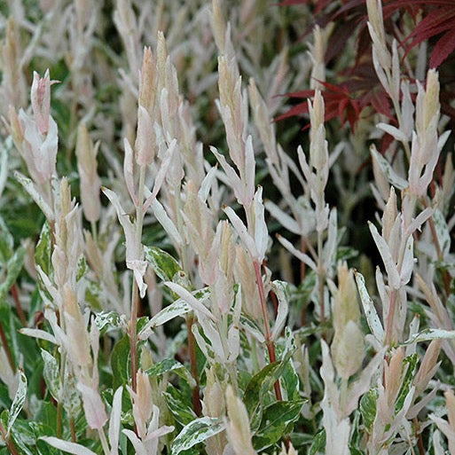 Salix integra 'Hakuro-nishiki' (Saule maculé ‘Hakuro Nishki’)