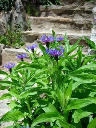 CENTAUREA montana