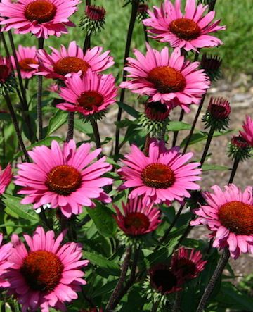 ECHINACEA purpurea ‘Fatal Attraction’